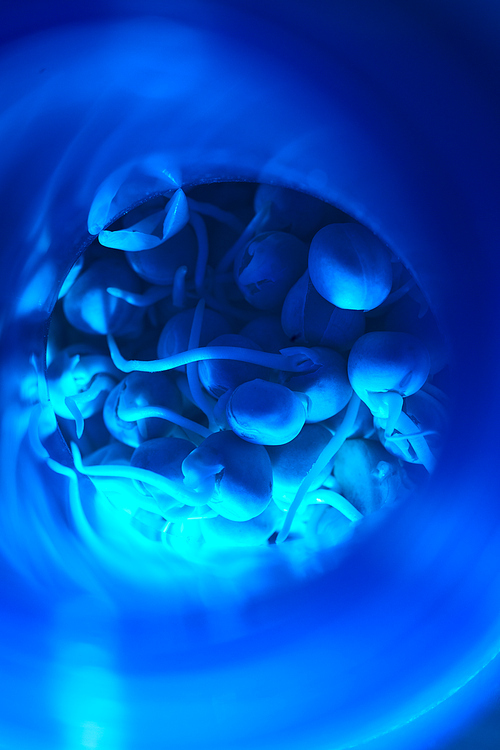 Background image of tiny sprouts in glass tube lit by blue light, bio laboratory experiment, copy space