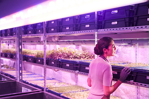 Back view portrait of young female worker examining plants on sprout trays while standing in  greenhouse lit by UV light, copy space