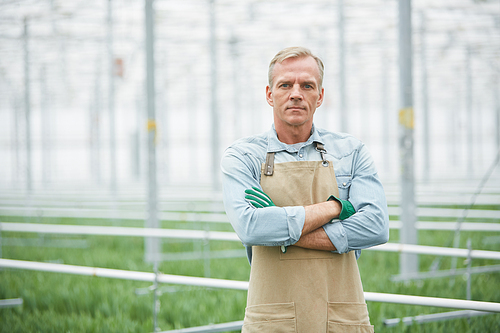 Waist up portrait of mature male worker standing with arms crossed in industrial greenhouse, copy space