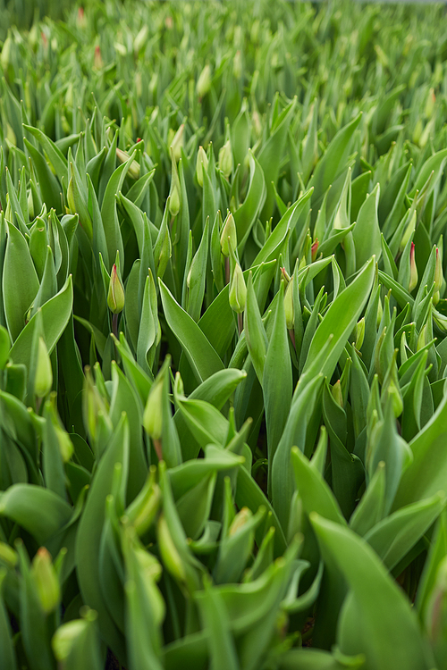 Background image of tulip plantation with focus on fresh green leaves, copy space