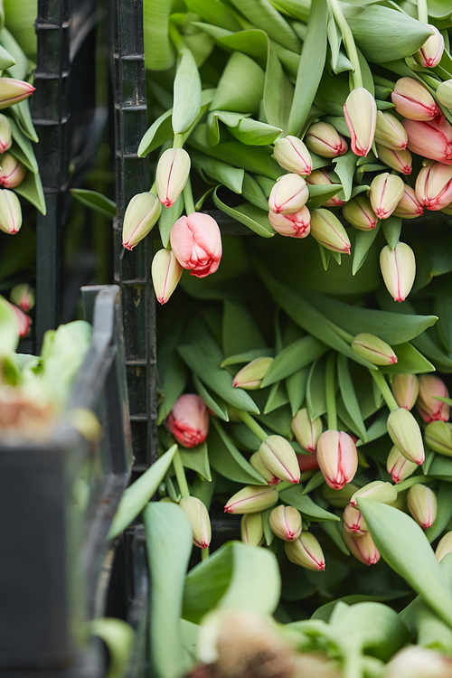 Background image of fresh tulips in boxes ready for shipment at flower plantation, copy space