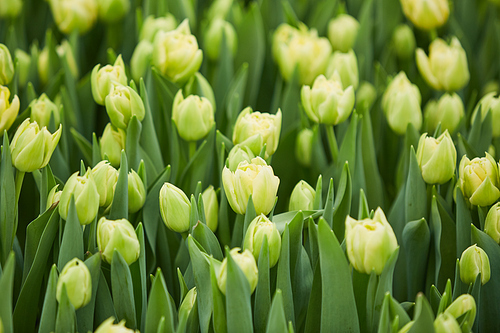 Background image of yellow tulips on flower plantation in Springtime, copy space