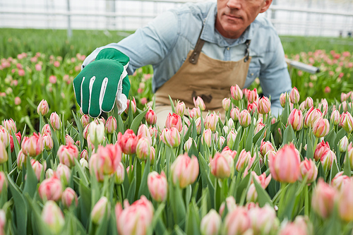 Cropped portrait of mature worker caring for flowers at tulip plantation in greenhouse, copy space