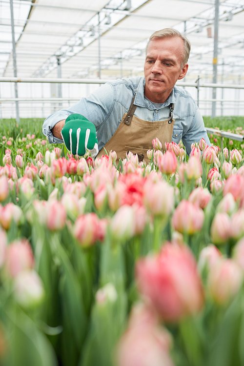 Portrait of handsome mature worker caring for flowers at tulip plantation in greenhouse, copy space