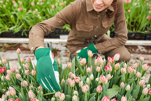 Cropped portrait of smiling female worker caring for flowers at tulip plantation in greenhouse, copy space