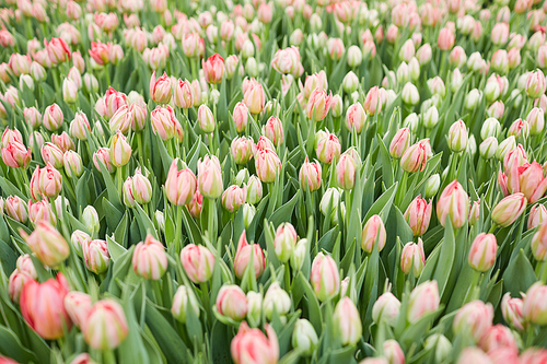 Background image of field of pastel pink tulips on flower plantation in greenhouse, copy space