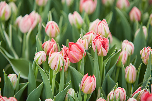 Background close up of field of pastel pink tulips on flower plantation in greenhouse, copy space