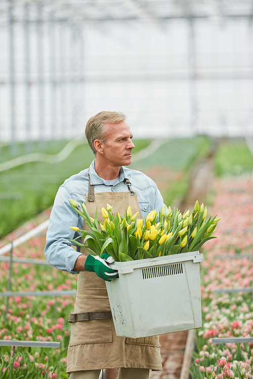 Portrait of handsome mature worker carrying box of fresh tulips on flower plantation in greenhouse