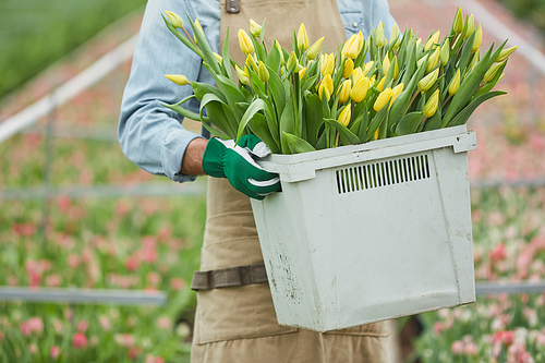 Cropped portrait of unrecognizable worker carrying box of fresh tulips on flower plantation in greenhouse, copy space
