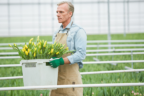 Side view portrait of handsome mature worker carrying box of fresh tulips on flower plantation in greenhouse, copy space