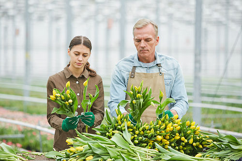 Waist up portrait of two workers sorting fresh yellow tulips on flower plantation in greenhouse, copy space