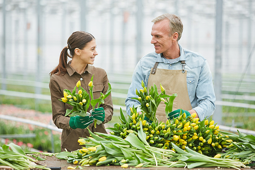 Waist up portrait of two cheerful workers sorting fresh yellow tulips on flower plantation in greenhouse, copy space