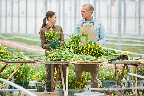 Full length portrait of two cheerful workers sorting fresh yellow tulips on flower plantation in greenhouse, copy space