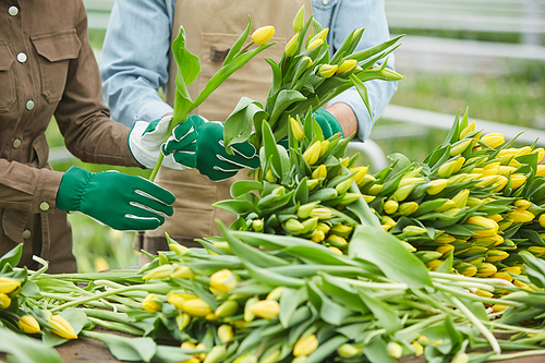 Close up of two workers sorting fresh yellow tulips on flower plantation in greenhouse, copy space