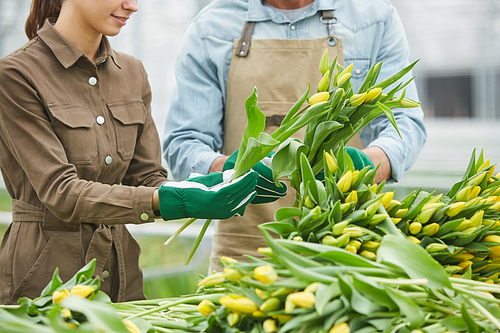 Cropped image of two workers sorting fresh yellow tulips on flower plantation in greenhouse, copy space