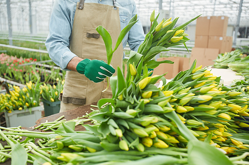 Cropped portrait of worker sorting fresh yellow tulips on flower plantation in greenhouse, copy space