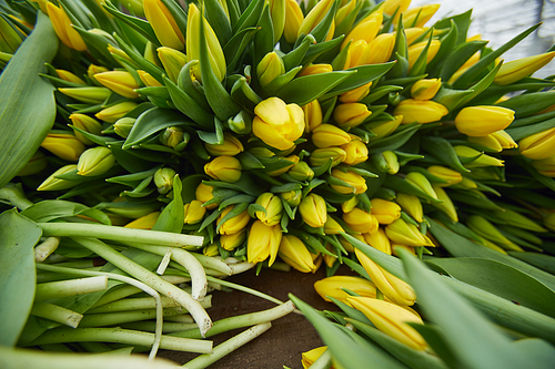 Background image of beautiful yellow tulips cut fresh at flower plantation in greenhouse, copy space
