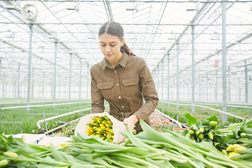Portrait of young female worker sorting fresh yellow tulips on flower plantation in greenhouse, copy space