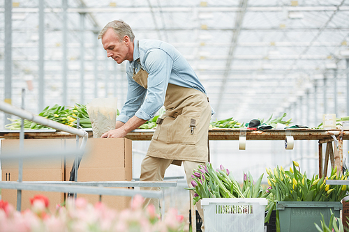Side view portrait of mature worker packing fresh yellow tulips on flower plantation in greenhouse, copy space