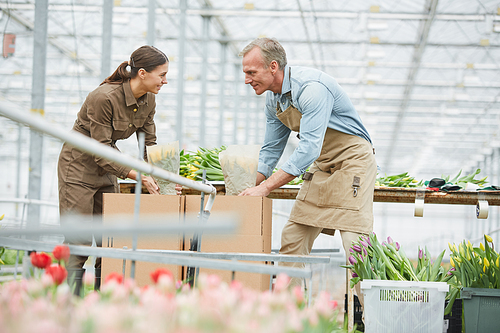 Side view portrait of two cheerful workers packing fresh tulips on flower plantation in greenhouse, copy space