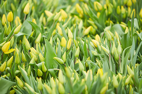 Background image of fresh yellow tulips at flower plantation in greenhouse, copy space