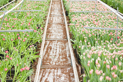Background image of fresh tulips rows at flower plantation in greenhouse, copy space