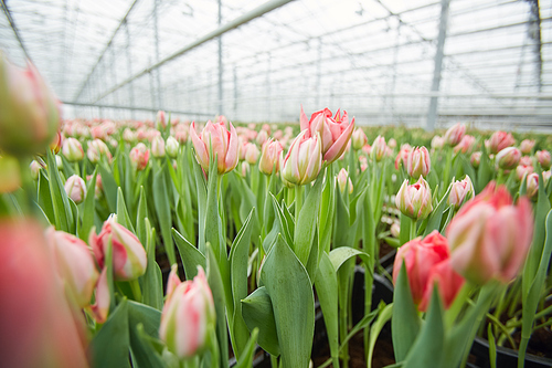 Background close up of fresh pink tulips at flower plantation in industrial greenhouse, copy space