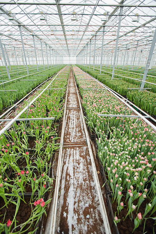 Vertical wide angle background of fresh tulips rows at flower plantation in industrial greenhouse, copy space