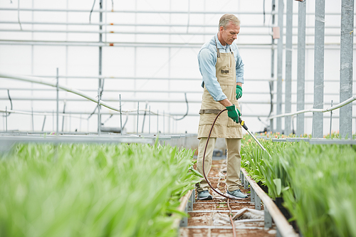 Full length portrait of handsome mature worker watering plants at industrial flower plantation in greenhouse, copy space
