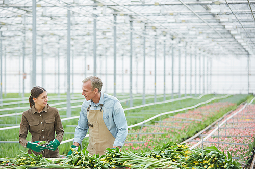 Wide angle portrait of two workers sorting fresh tulips at flower plantation in industrial greenhouse, copy space