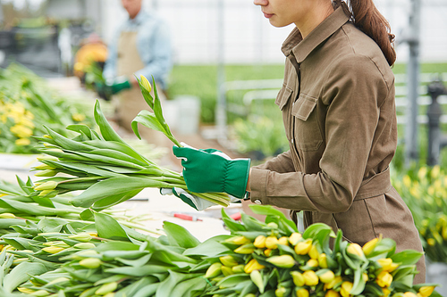 Side view close up of young female worker sorting fresh tulips at flower plantation in industrial greenhouse, copy space