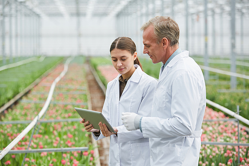 Waist up portrait of two scientists using digital tablet at flower plantation in industrial greenhouse, copy space
