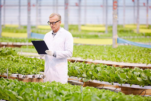Wide angle portrait of handsome mature scientist holding clipboard while working on research at plantation in industrial greenhouse, copy space