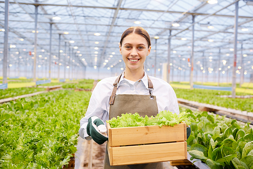 Waist up portrait of cheerful female worker carrying box of plants at industrial plantation in greenhouse, copy space