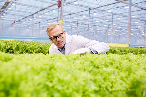 Portrait of mature scientist examining vegetables at plantation in industrial greenhouse, copy space
