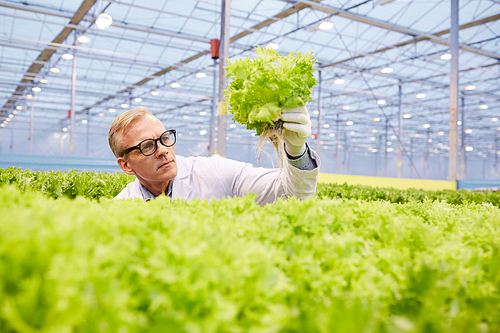 Portrait of mature scientist examining lettuce at plantation in industrial greenhouse, copy space