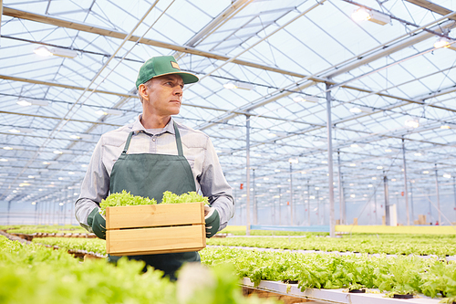 Waist up portrait of mature worker holding box of vegetables at industrial plantation in greenhouse, copy space