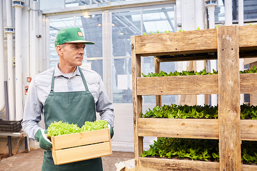 Waist up portrait of mature worker carrying box of vegetables at industrial plantation in greenhouse, copy space