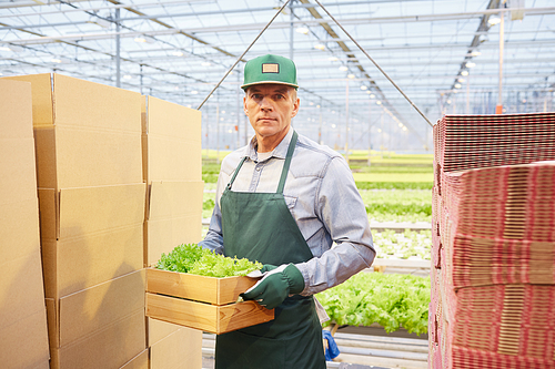 Waist up portrait of mature worker holding box of vegetables and  in industrial plantation in greenhouse, copy space