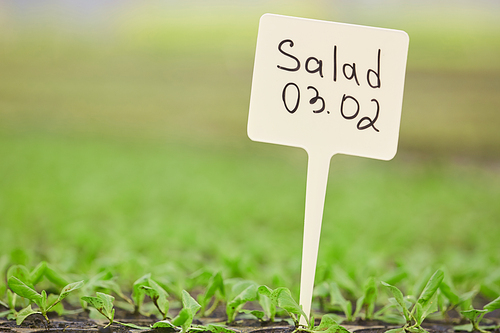 Background close up of tiny sprouts with SALAD sign in vegetable garden or plantation, copy space