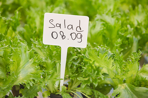 Background close up of green sprouts with SALAD sign in vegetable garden or plantation, copy space