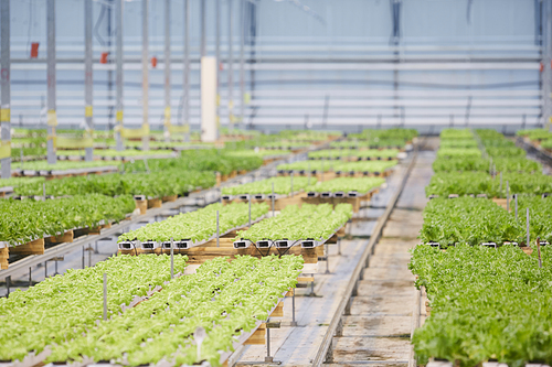 Background image of nursery plantation in industrial greenhouse, copy space