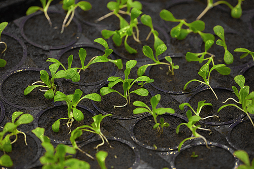 Background image of tiny green saplings in pots in garden or nursery plantation, copy space