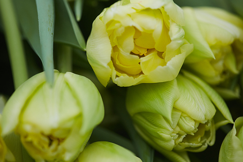 Background of tender yellow tulip buds freshly cut in plantation, copy space