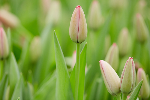 Close up background of closed tulip buds in garden or flower plantation in Spring, copy space