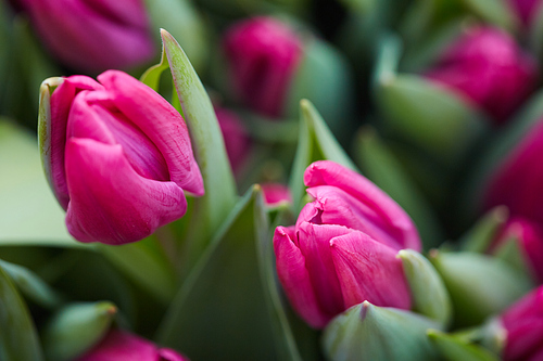 Close up background image of beautiful tulip buds opening in flower plantation or garden, copy space