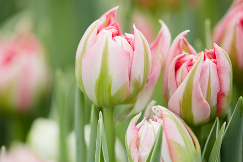 Close up background of beautiful pink tulips opening in flower plantation or garden, copy space