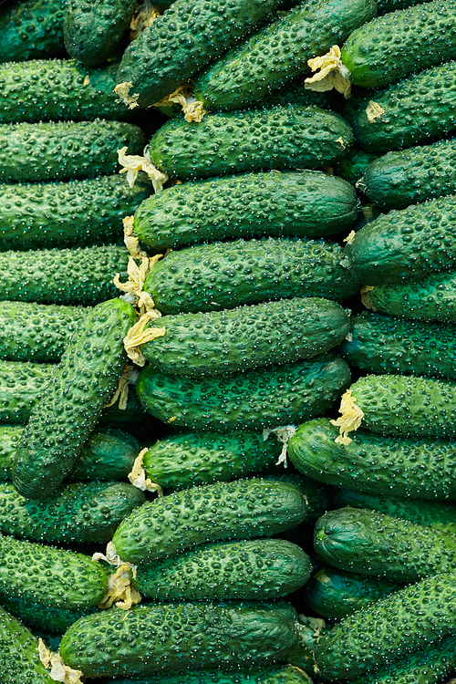 background image of fresh green cucumbers ready for  at stand in farmers market, copy space