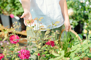 Hand of young contemporary female gardener with basket holding leaves of growing roses while standing by one of small bushes in greenhouse