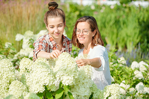 Two young female gardeners or workers of hothouse looking at blossom of new sort of white hydrangea blooming in the garden or greenhouse